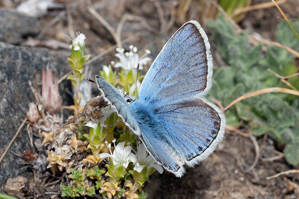 Polyommatus golgus