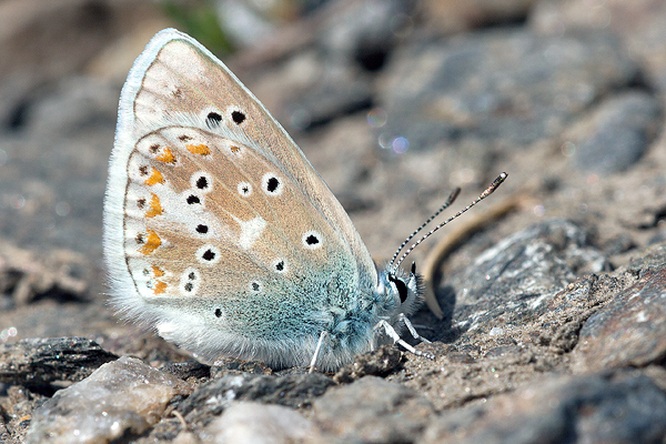 Polyommatus golgus