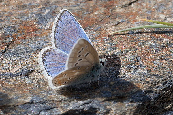 Polyommatus golgus