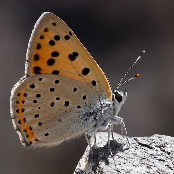 Lycaena alciphron (nevadensis)