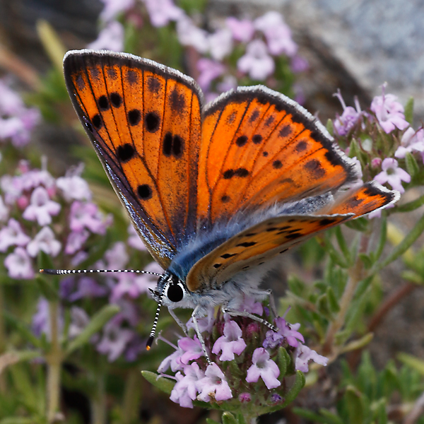 Lycaena alciphron (nevadensis)