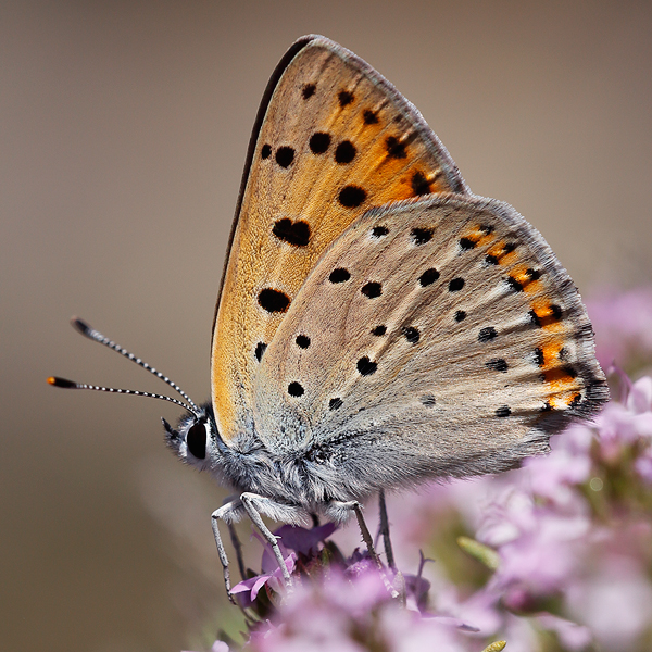 Lycaena alciphron (nevadensis)