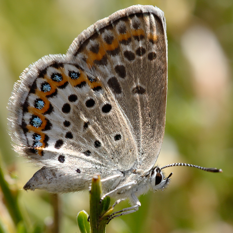 Plebejus idas nevadensis