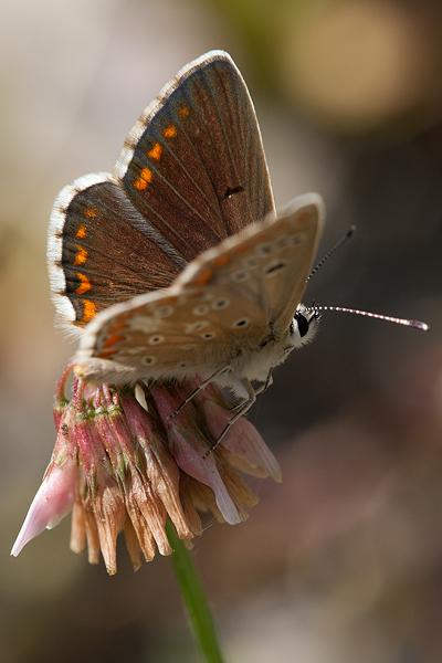 Aricia artaxerxes montensis