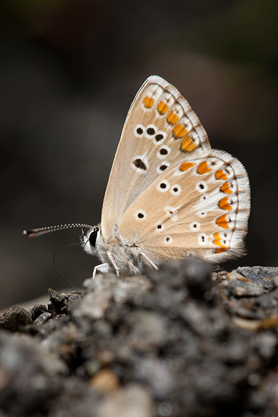 Aricia artaxerxes montensis