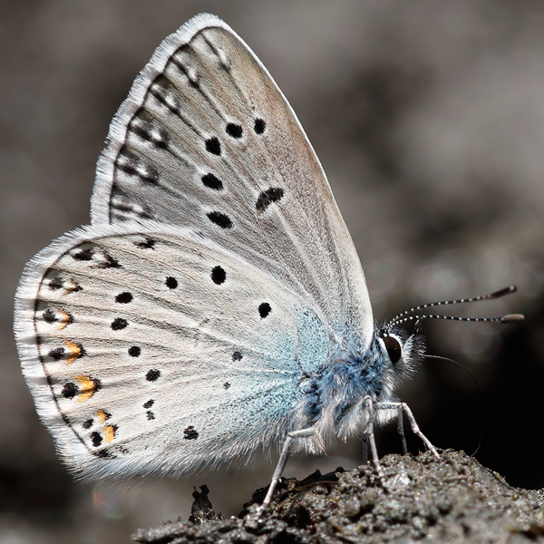 Polyommatus amandus