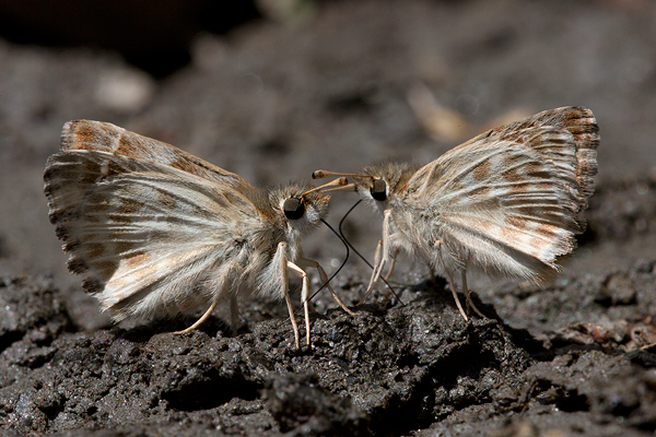 Carcharodus baeticus