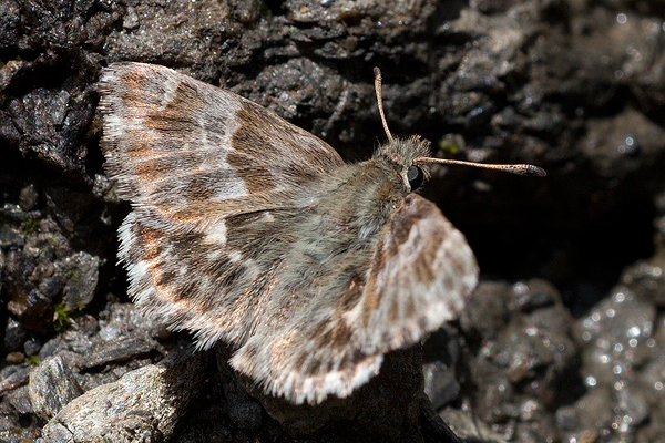 Carcharodus baeticus