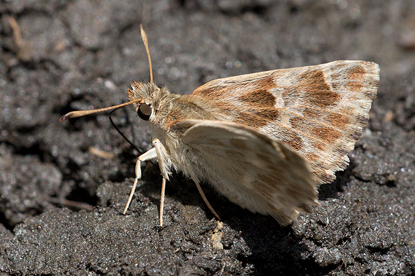 Carcharodus baeticus