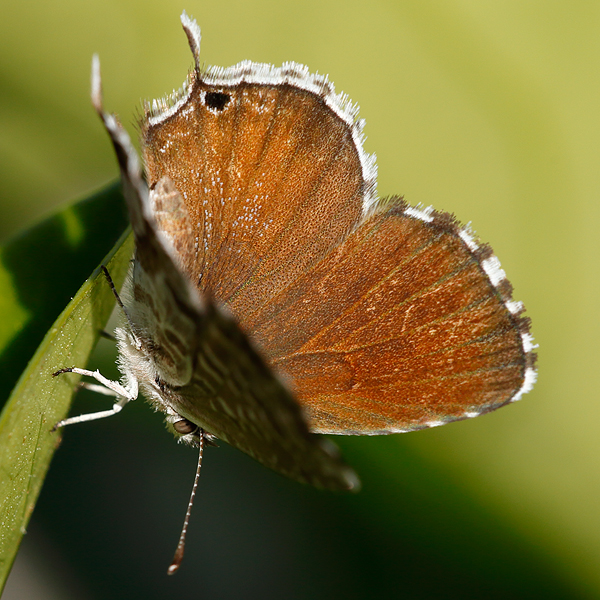 Cacyreus marshalli