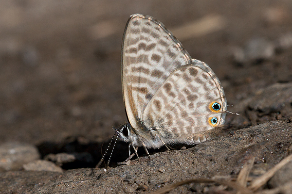 Lampides pirithous