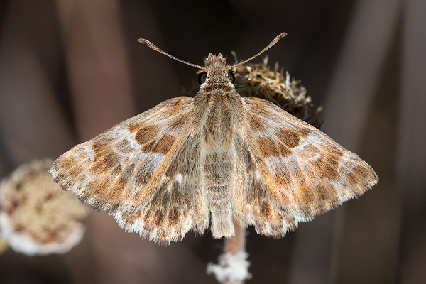 Carcharodus baeticus