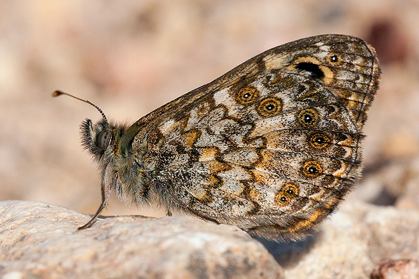 Lasiommata paramegaera