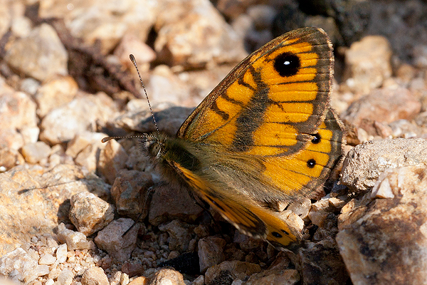 Lasiommata paramegaera