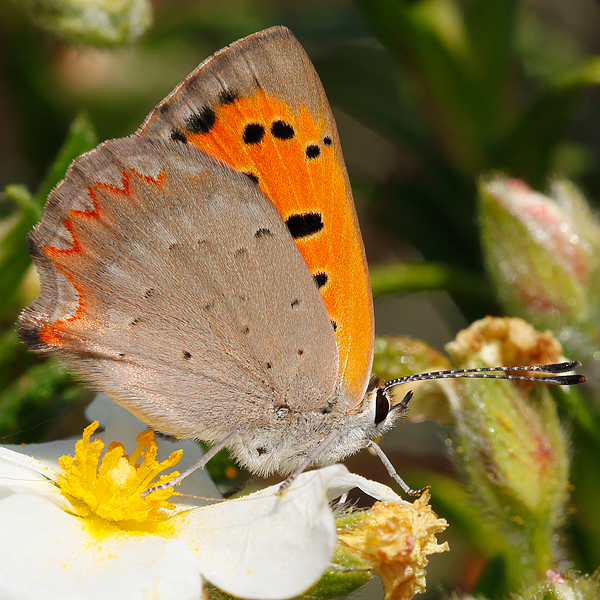 Lycaena phlaeas ssp aestivus