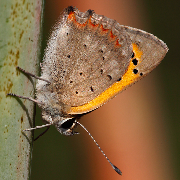 Lycaena phlaeas ssp aestivus