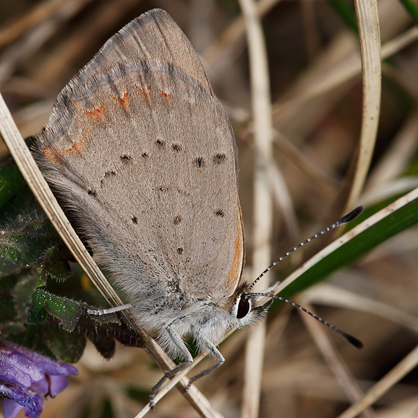 Lycaena phlaeas