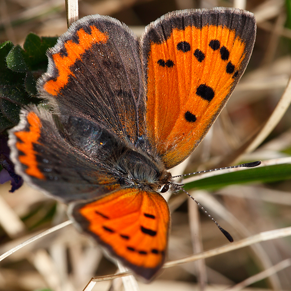 Lycaena phlaeas