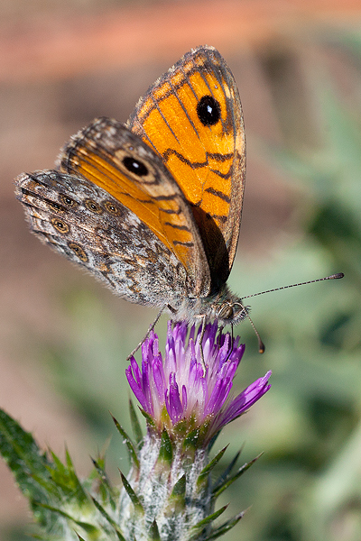 Lasiommata paramegaera