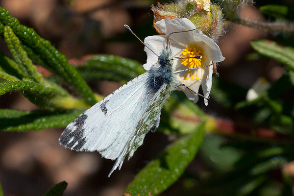 Euchloe insularis