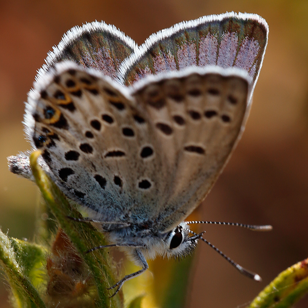 Plebejus bellieri