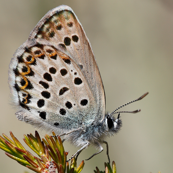 Plebejus bellieri