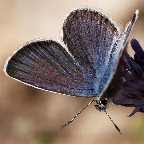 Plebejus bellieri