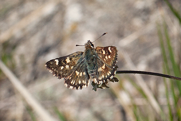 Lasiommata paramegaera