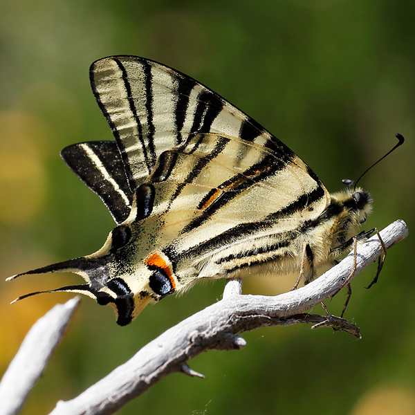 Iphiclides podalirius