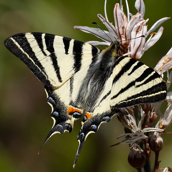 Iphiclides podalirius