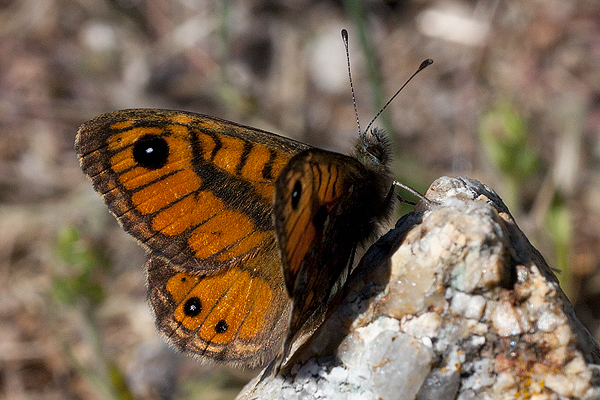 Lasiommata paramegaera