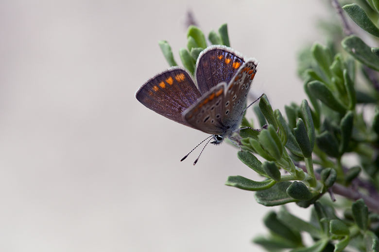 Colotis evagore