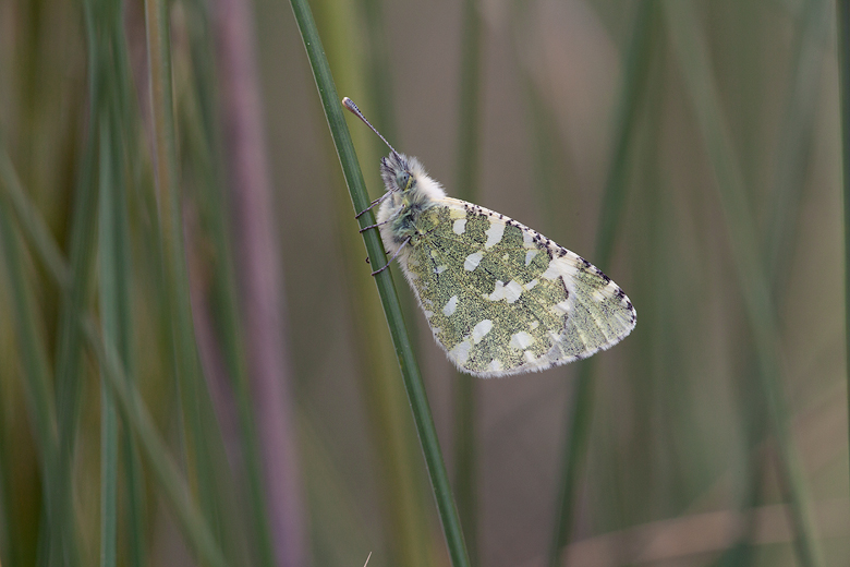 Euchloe tagis