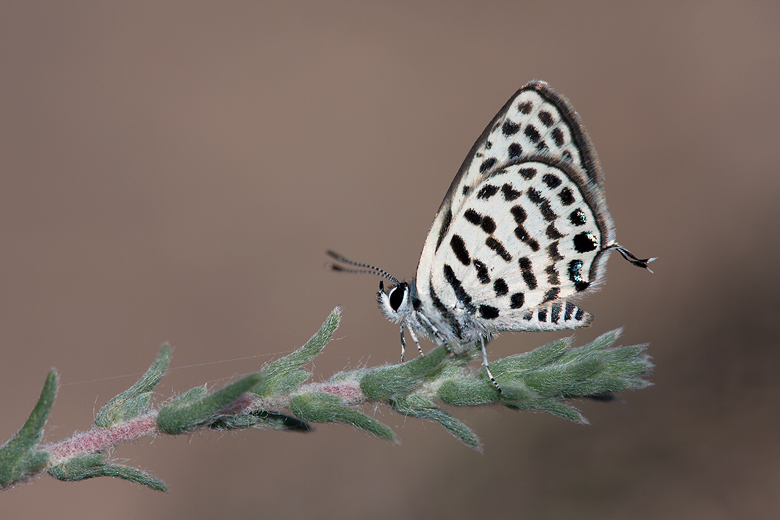 Tarucus theophrastus