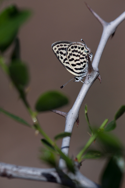 Tarucus theophrastus