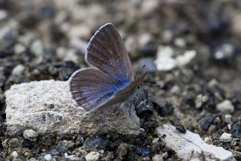 Glaucopsyche melanops