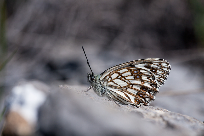 Melanargia occitanica