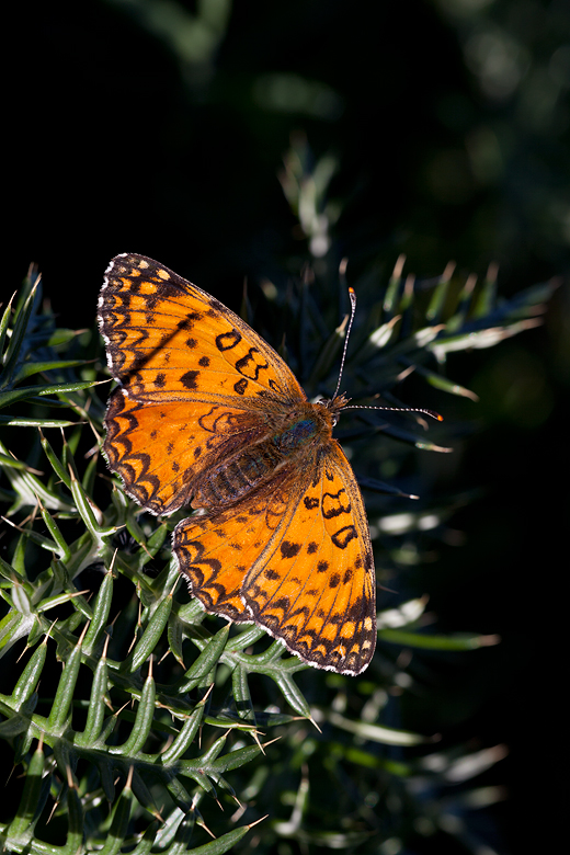 Melitaea aetherie