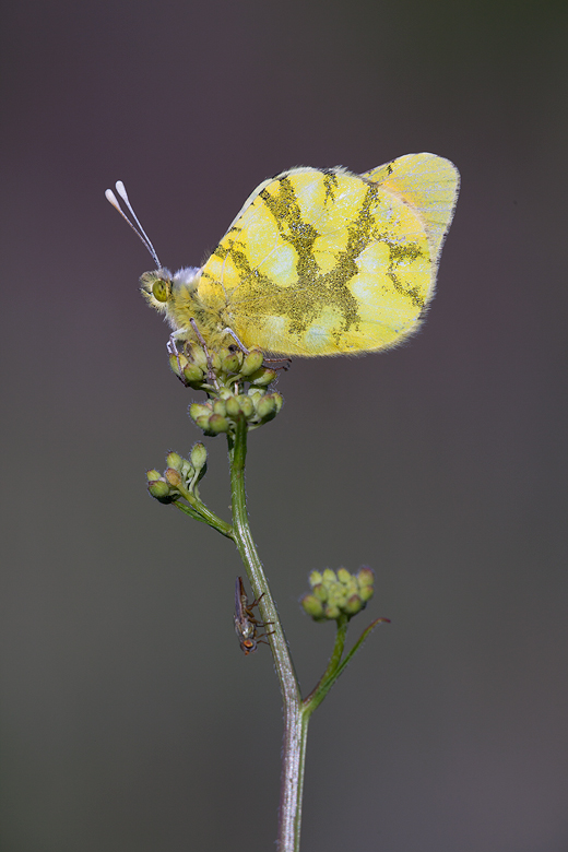 Zegris eupheme