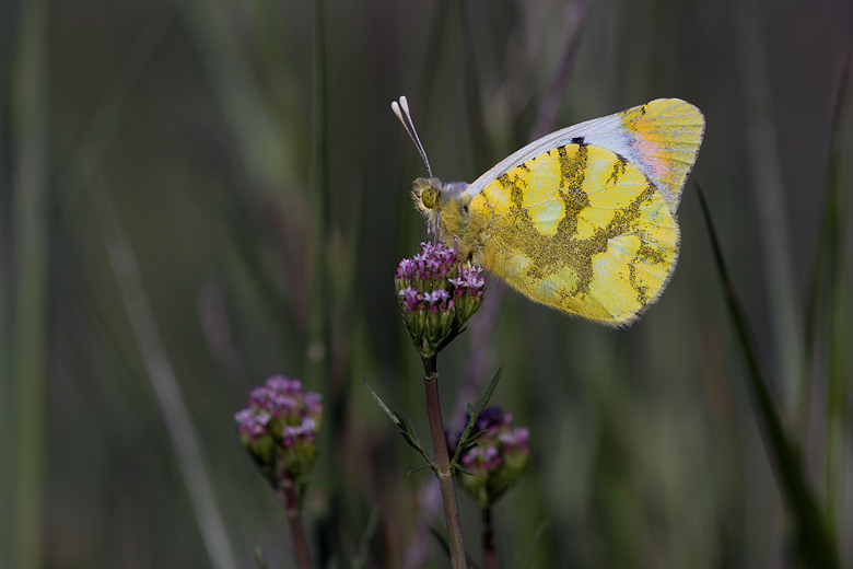 Zegris eupheme