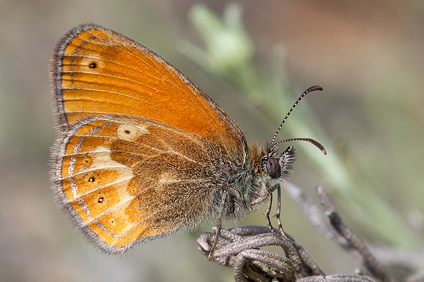 Coenonympha corinna