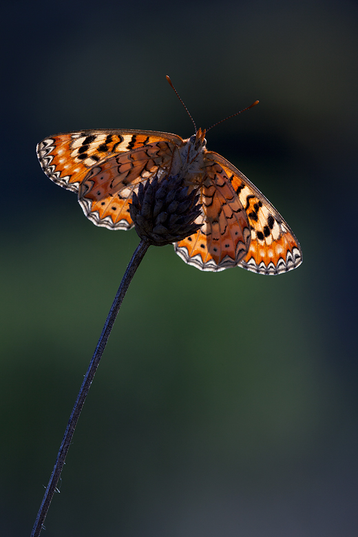 Euphydryas desfontainii