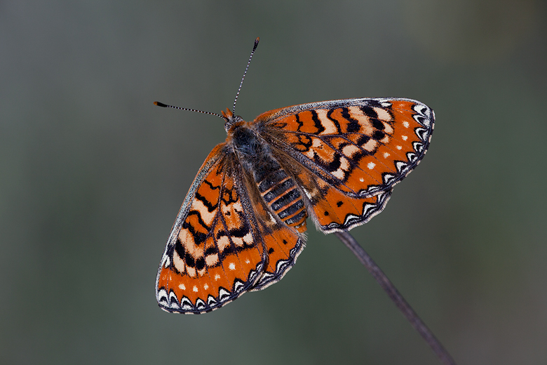 Euphydryas desfontainii