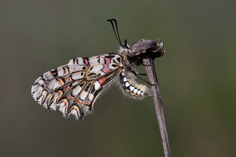 Zerynthia rumina