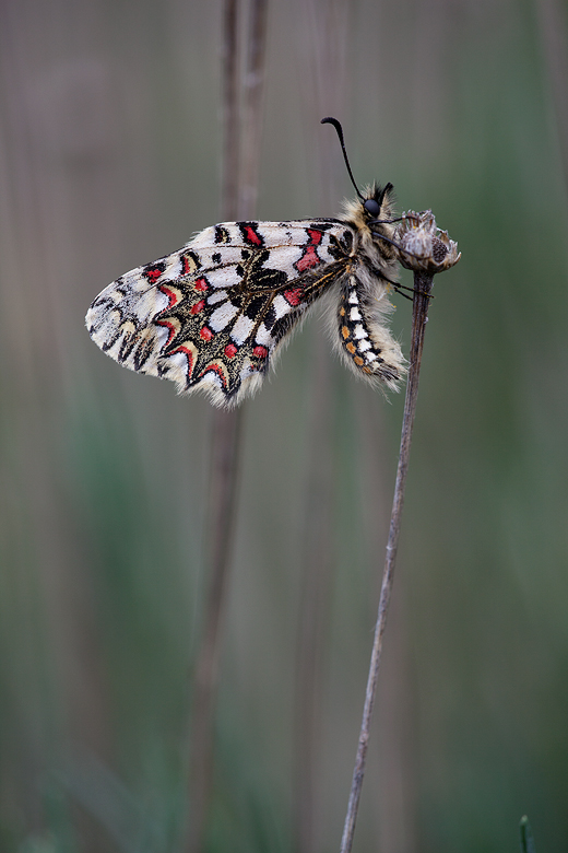 Zerynthia rumina