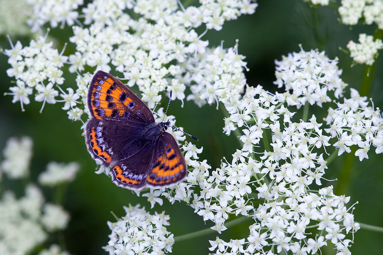 Lycaena helle