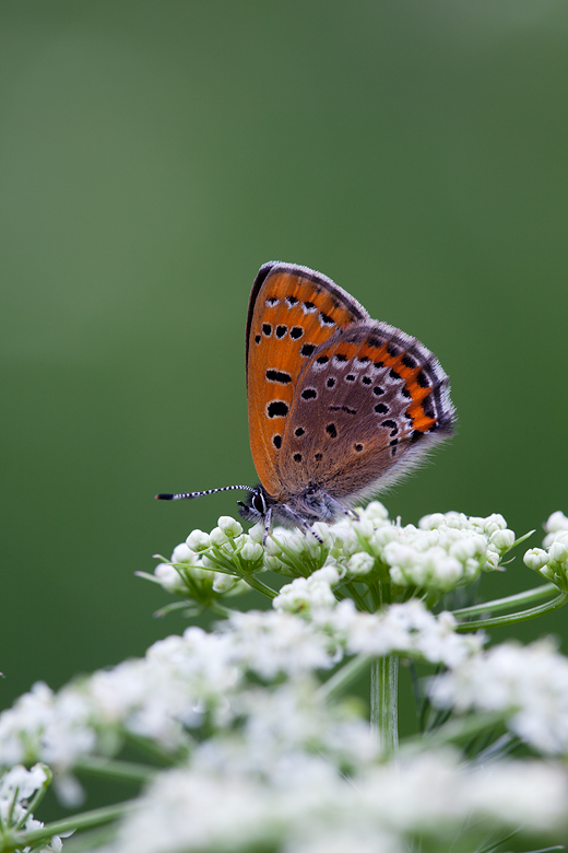 Lycaena helle