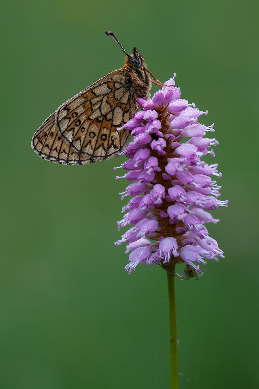 Boloria eunomia