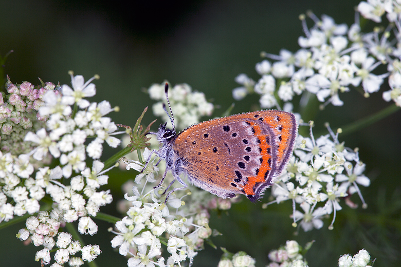 Lycaena helle