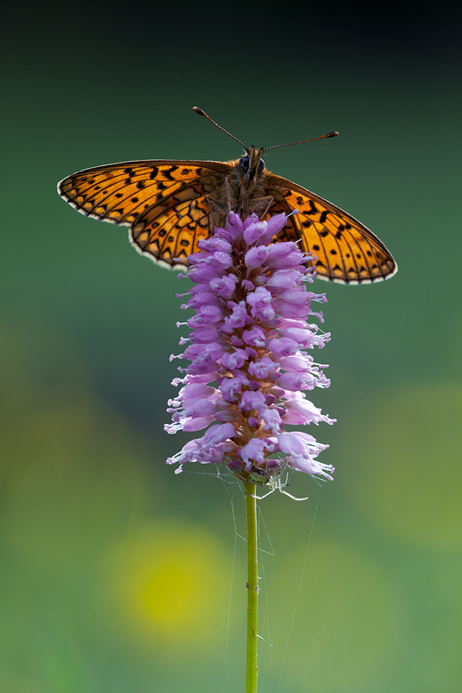 Boloria eunomia